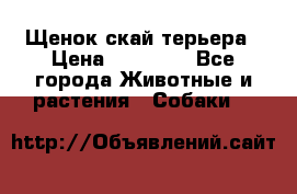 Щенок скай терьера › Цена ­ 20 000 - Все города Животные и растения » Собаки   